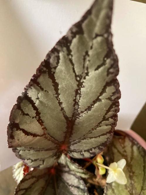 Bladbegonia Rex  kamerplant, Huis en Inrichting, Kamerplanten, Overige soorten, Minder dan 100 cm, Ophalen