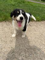 Australian shepherd pup teefje, Dieren en Toebehoren, Honden | Herdershonden en Veedrijvers, Rabiës (hondsdolheid), Overige rassen