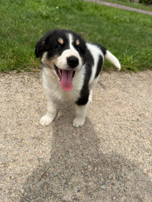 Australian shepherd pup teefje, Dieren en Toebehoren, Honden | Herdershonden en Veedrijvers, Teef, Overige rassen, Particulier