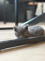 Super mooie blauwe rus kruising boerderij kittens, Dieren en Toebehoren, Meerdere dieren