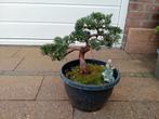 bonsai juniperus chinensis, Ophalen