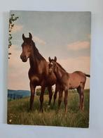 paard paarden kaart Poppverlag, Ophalen, 1980 tot heden, Ongelopen, Paard
