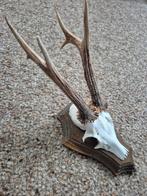 Gewei reebok op plankje, Verzamelen, Dierenverzamelingen, Ophalen of Verzenden, Wild dier, Gewei of Kop