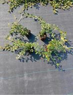 Cotoneaster dammeri - Groenblijvende Bodembedekker, Tuin en Terras, Bodembedekkers, Volle zon, Vaste plant, Ophalen of Verzenden
