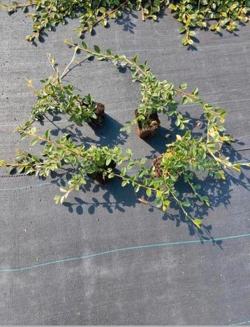 Cotoneaster dammeri - Groenblijvende Bodembedekker beschikbaar voor biedingen