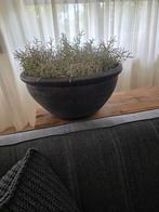 AUTHENTIEK OUDE CHINESE SCHAAL AURA PEEPERKORN Ø40CM, Huis en Inrichting, Ophalen of Verzenden, Gebruikt, Rond, Hout