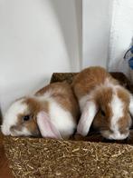 Hangoorkonijn, Dieren en Toebehoren, Konijnen, Meerdere dieren, Middelgroot, 0 tot 2 jaar