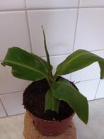 Musa Bananen plant, Huis en Inrichting, Overige soorten, Ophalen of Verzenden, In pot, Minder dan 100 cm