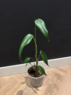 Monstera Burle Marx Flame P13, Ophalen, Overige soorten, Halfschaduw, In pot