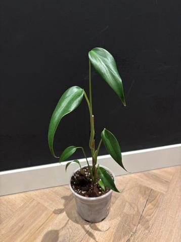 Monstera Burle Marx Flame P13 beschikbaar voor biedingen