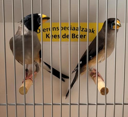 Koppel chinese appelvinken, Dieren en Toebehoren, Vogels | Overige Vogels, Tropenvogel, Meerdere dieren, Geringd