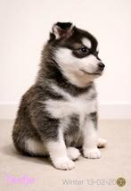 2 pomsky pups beschikbaar (F2), Dieren en Toebehoren, Parvo, 8 tot 15 weken, Poolhond, Meerdere