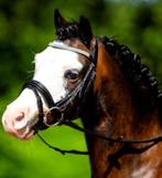 HB Hoofdstel met teugels maat Pony sier frontriem, Dieren en Toebehoren, Ophalen of Verzenden, Nieuw, Dressuur