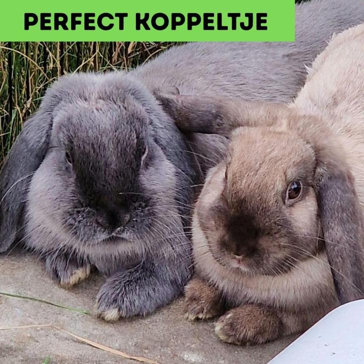 Koppeltje hangoorkonijntjes te koop, Dieren en Toebehoren, Konijnen, Middelgroot, Meerdere dieren, 0 tot 2 jaar