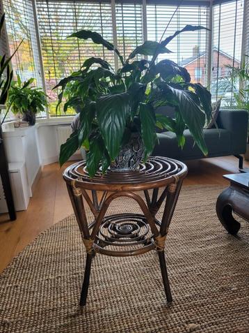 Vintage Mid-Century  Rotan Bijzettafel / Plantenstandaard beschikbaar voor biedingen