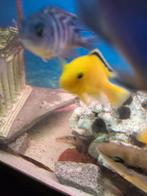 koppel yellow ,malawi cichlede mv 10cm, Dieren en Toebehoren, Vissen | Aquariumvissen, Vis, Zoetwatervis