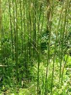 Bamboe aanbieding, Haag, Bamboe, Ophalen, 250 cm of meer