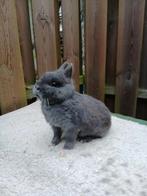 Kleurdwerg blauw, Vrouwelijk, Dwerg, 0 tot 2 jaar