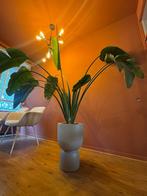 Strelitzia Kamerplant, Huis en Inrichting, Kamerplanten, Ophalen, 100 tot 150 cm, Overige soorten, Halfschaduw