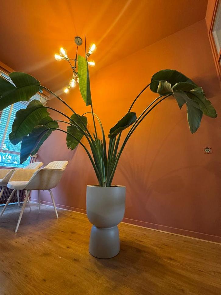 Strelitzia Kamerplant, Huis en Inrichting, Kamerplanten, Overige soorten, 100 tot 150 cm, Groene kamerplant, Halfschaduw, In pot