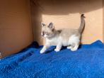 Siamese kittens, Dieren en Toebehoren, Katten en Kittens | Raskatten | Korthaar, Meerdere dieren, Ontwormd