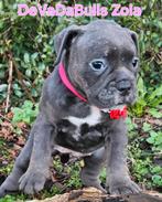 Prachtige old english bulldog pup. Nog 1 pup beschikbaar, Dieren en Toebehoren, Honden | Bulldogs, Pinschers en Molossers, Bulldog