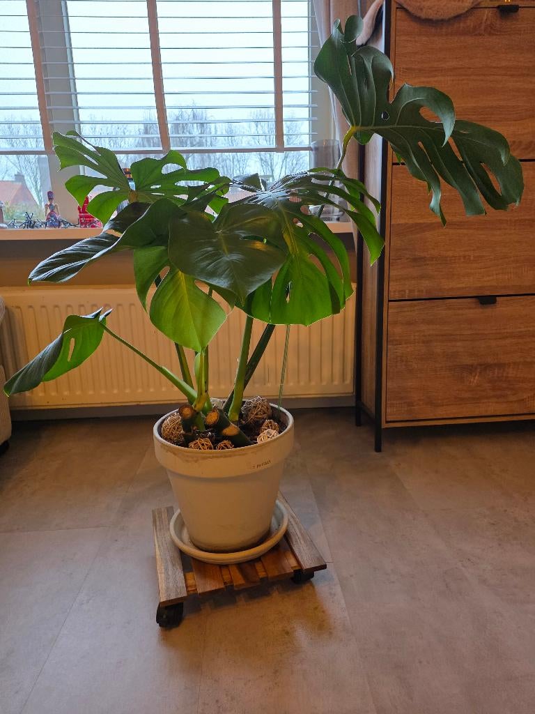 Monstera, Ophalen, Halfschaduw, Minder dan 100 cm