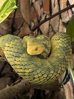 Atheris 0.1 geel dier, Dieren en Toebehoren, Reptielen en Amfibieën, Slang, 0 tot 2 jaar