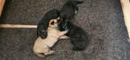 X herder pups mogen weg per 17-07-2025., Dieren en Toebehoren, Honden | Herdershonden en Veedrijvers, CDV (hondenziekte), 8 tot 15 weken