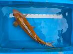 Zeer mooie Doitsu Ochiba, Japanse koi, Dieren en Toebehoren, Karper of Koi