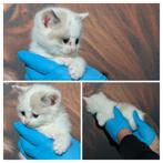 Ragdoll, Dieren en Toebehoren, Katten en Kittens | Raskatten | Korthaar, Meerdere dieren, Gechipt, 0 tot 2 jaar