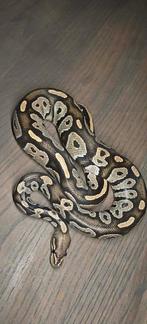 Ball python mannen (januari deal), Dieren en Toebehoren, Reptielen en Amfibieën, Slang, Tam, 0 tot 2 jaar