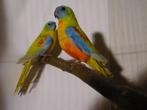 Bourke en Turquosine | Neophema's | Verschillende kleuren, Dieren en Toebehoren, Vogels | Parkieten en Papegaaien, Meerdere dieren