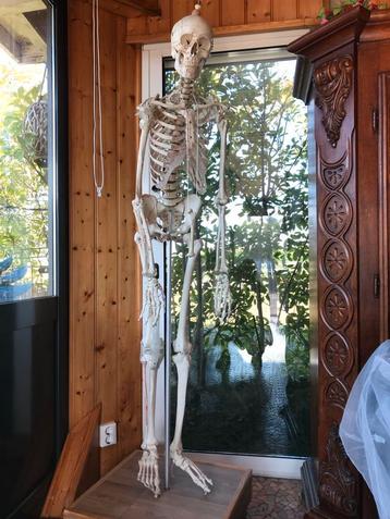 Anatomie Skelet - Studieobject beschikbaar voor biedingen
