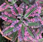 Grote Mother of Millions Pink Butterfly, Huis en Inrichting, Kamerplanten, Ophalen, Halfschaduw, Minder dan 100 cm