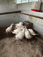 Breedborst kalkoenen, Dieren en Toebehoren, Pluimvee, Meerdere dieren, Kalkoen