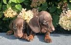 Prachtige kleine teckel pups (choco tan en choco merle), Dieren en Toebehoren, Nederland, CDV (hondenziekte), 8 tot 15 weken, Korthaar