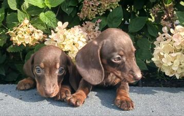 Prachtige kleine teckel pups (choco tan en choco merle) beschikbaar voor biedingen