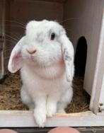 GEZOCHT: Dirkje zoekt nieuwe vriend (5 jaar of ouder), Dieren en Toebehoren, Konijnen, Meerdere dieren