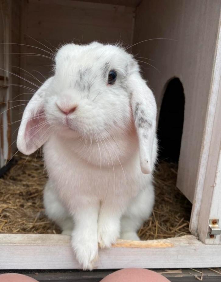 GEZOCHT: Dirkje zoekt nieuwe vriend (5 jaar of ouder), Dieren en Toebehoren, Konijnen, Meerdere dieren