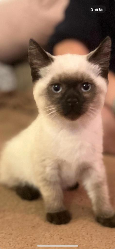 Britse  Red point met rode neus zeer bijzonder, Dieren en Toebehoren, Katten en Kittens | Raskatten | Korthaar, Meerdere dieren