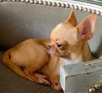 Mini Chihuahua teef, Dieren en Toebehoren, CDV (hondenziekte), Particulier, Teef, 6 jaar of ouder