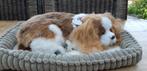 Perfect petzz, Ophalen of Verzenden, Zo goed als nieuw, Hond
