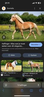 Gezocht: Lieve haflinger, Ophalen of Verzenden, Zo goed als nieuw