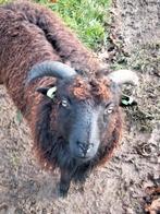 Ouessant ram, Dieren en Toebehoren, Schapen, Geiten en Varkens, Mannelijk, Schaap, 0 tot 2 jaar