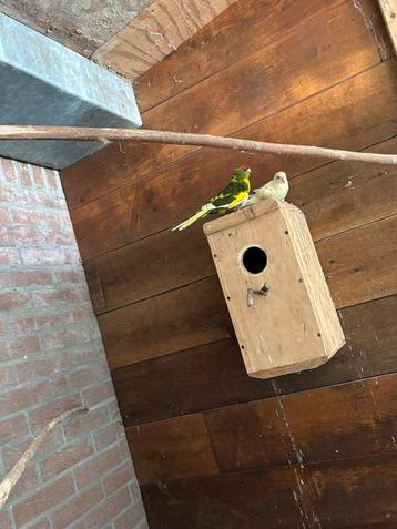Verschillende soorten voliere vogels beschikbaar voor biedingen