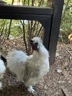 Te koop Haan Zijdehoenkriel 5 maanden, Dieren en Toebehoren, Pluimvee, Mannelijk, Kip