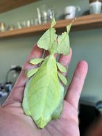 Eitjes wandelende bladeren limogesie, Dieren en Toebehoren, Insecten en Spinnen, Wandelende tak