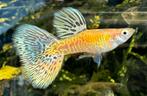 ️🟨Uniek‼️Galaxy Blond Multicolor Tail Guppen🟨, Vis, Zoetwatervis, Schoolvis