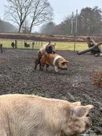 Husumer dekbeer beschikbaar voor dekking, Dieren en Toebehoren, Schapen, Geiten en Varkens, Mannelijk